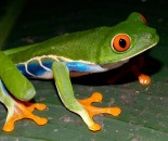 Tree Frog Slide #24