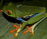 Tree Frog Slide #25